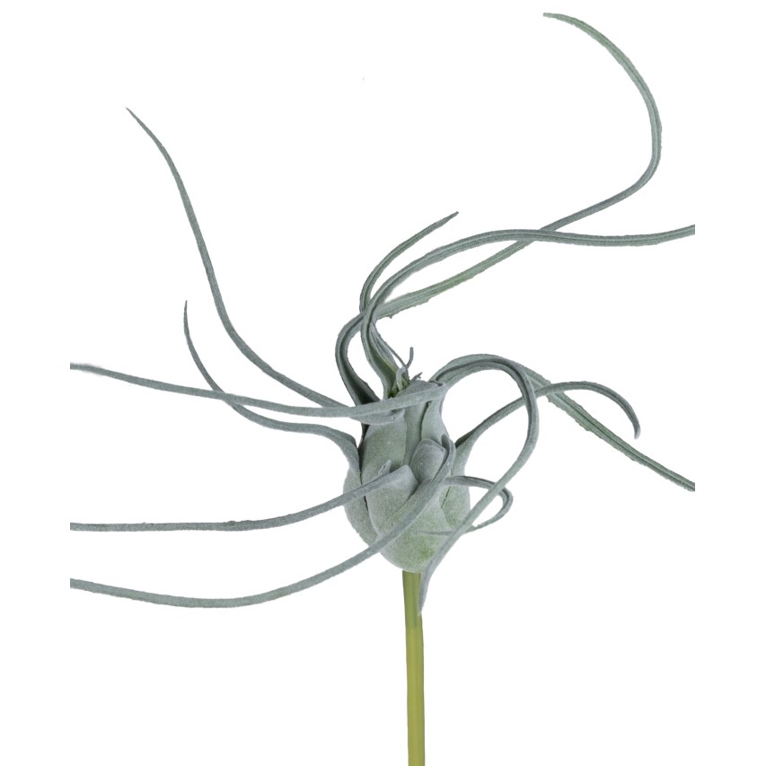 Tilandsien 32cm