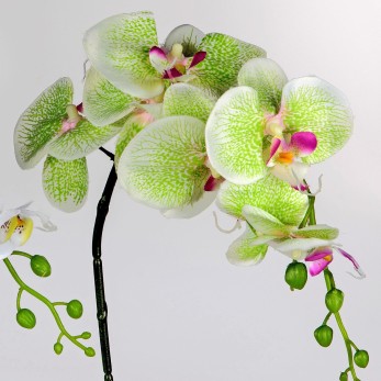 Orchidee 82cm 2